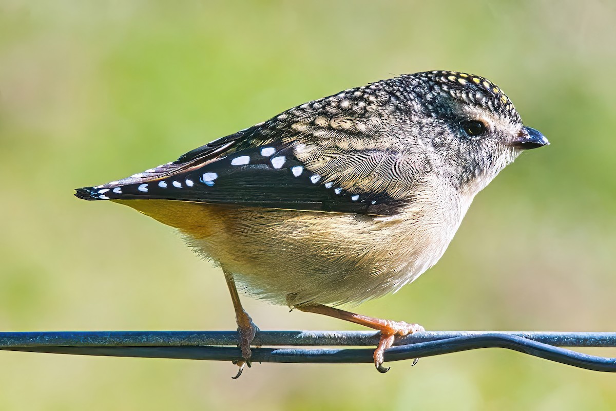 Pardalote pointillé (punctatus) - ML620762484