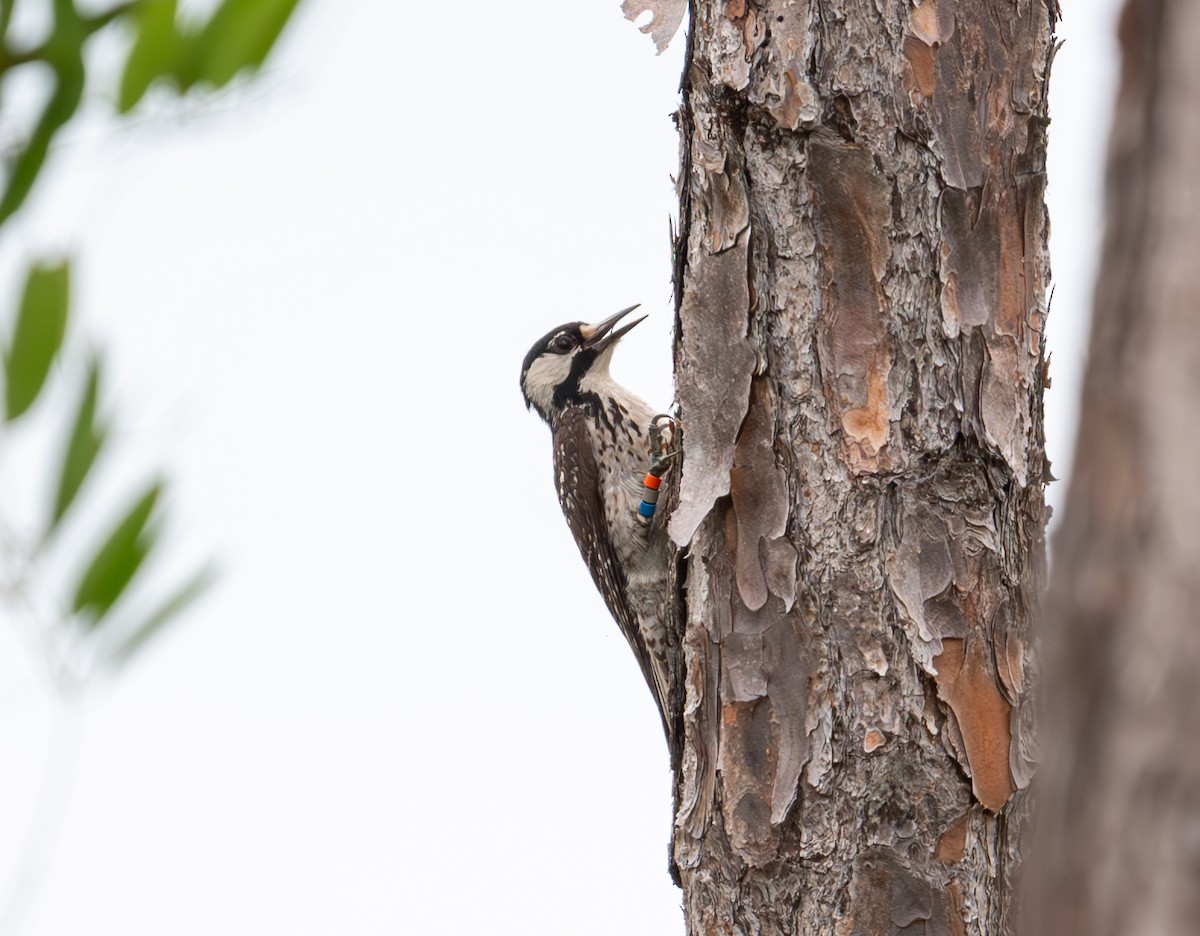 Red-cockaded Woodpecker - ML620762485