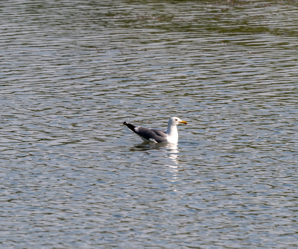 California Gull - ML620762488