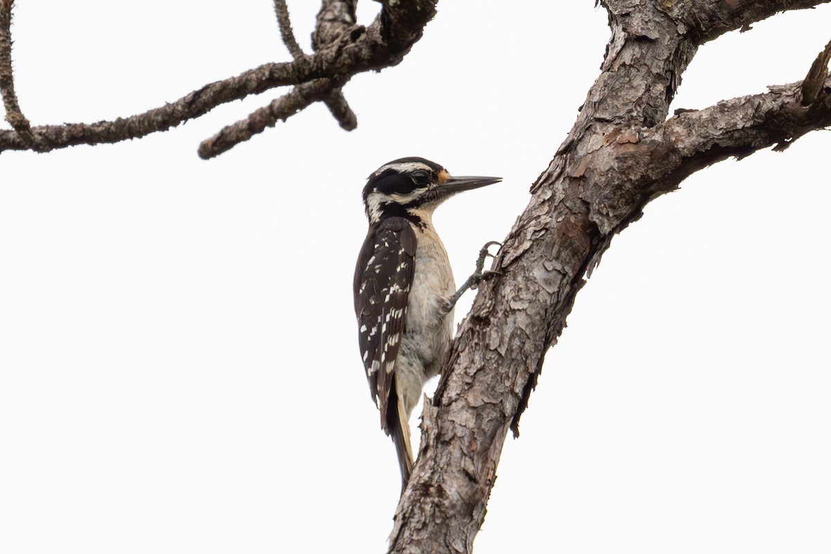 Hairy Woodpecker - ML620762489