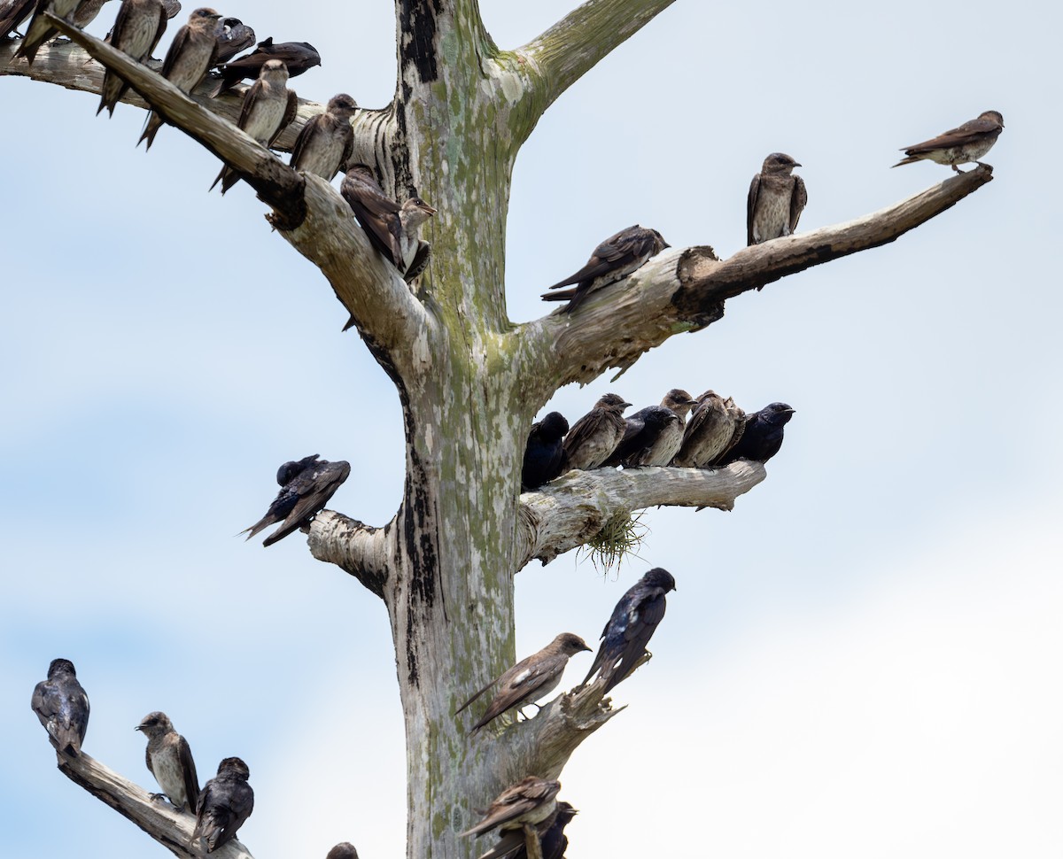 Purple Martin - ML620762494