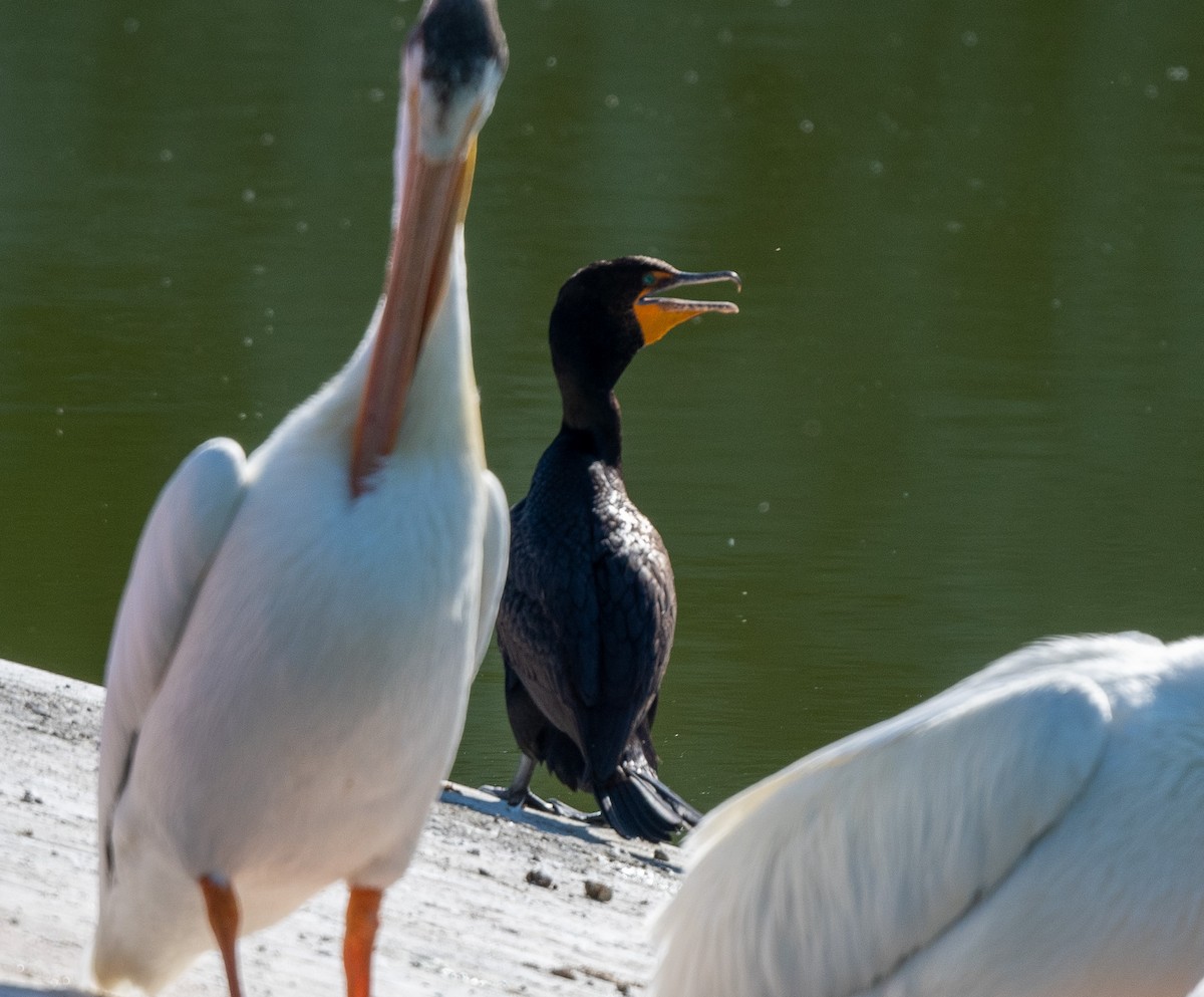 Cormorán Orejudo - ML620762497