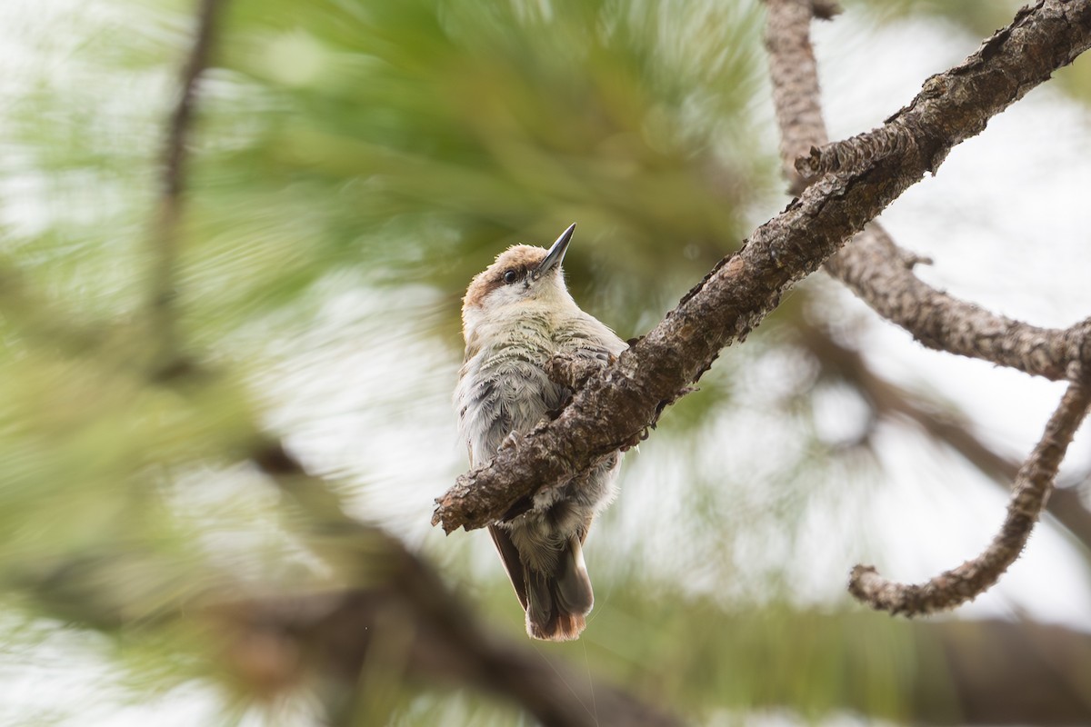 Brown-headed Nuthatch - ML620762500
