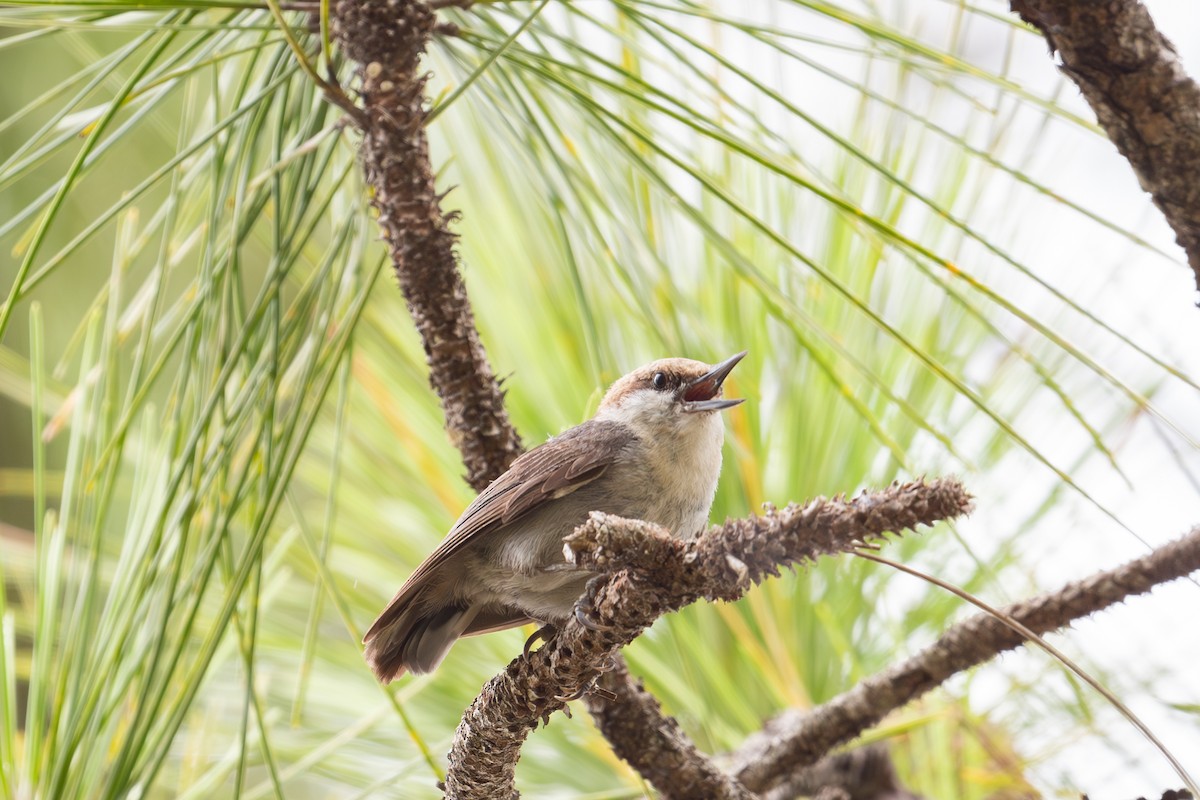 Brown-headed Nuthatch - ML620762502