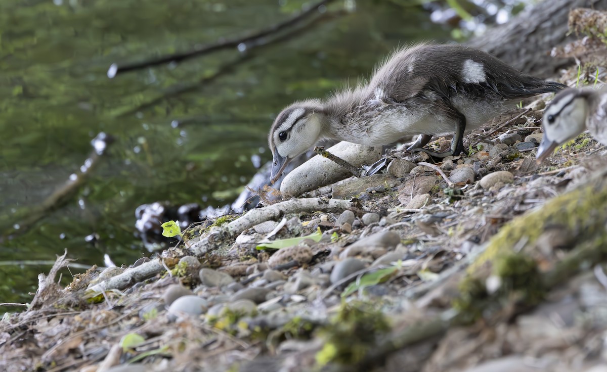 Wood Duck - Chris Steinbronn