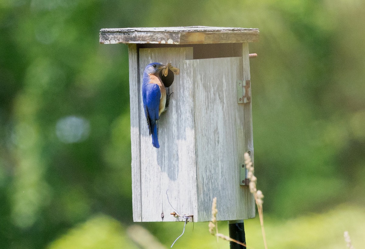 Eastern Bluebird - ML620762508