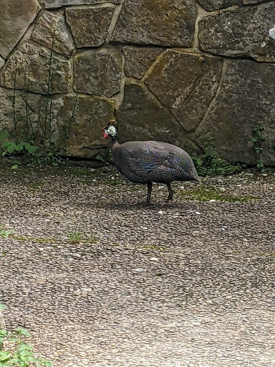 Helmeted Guineafowl - ML620762510