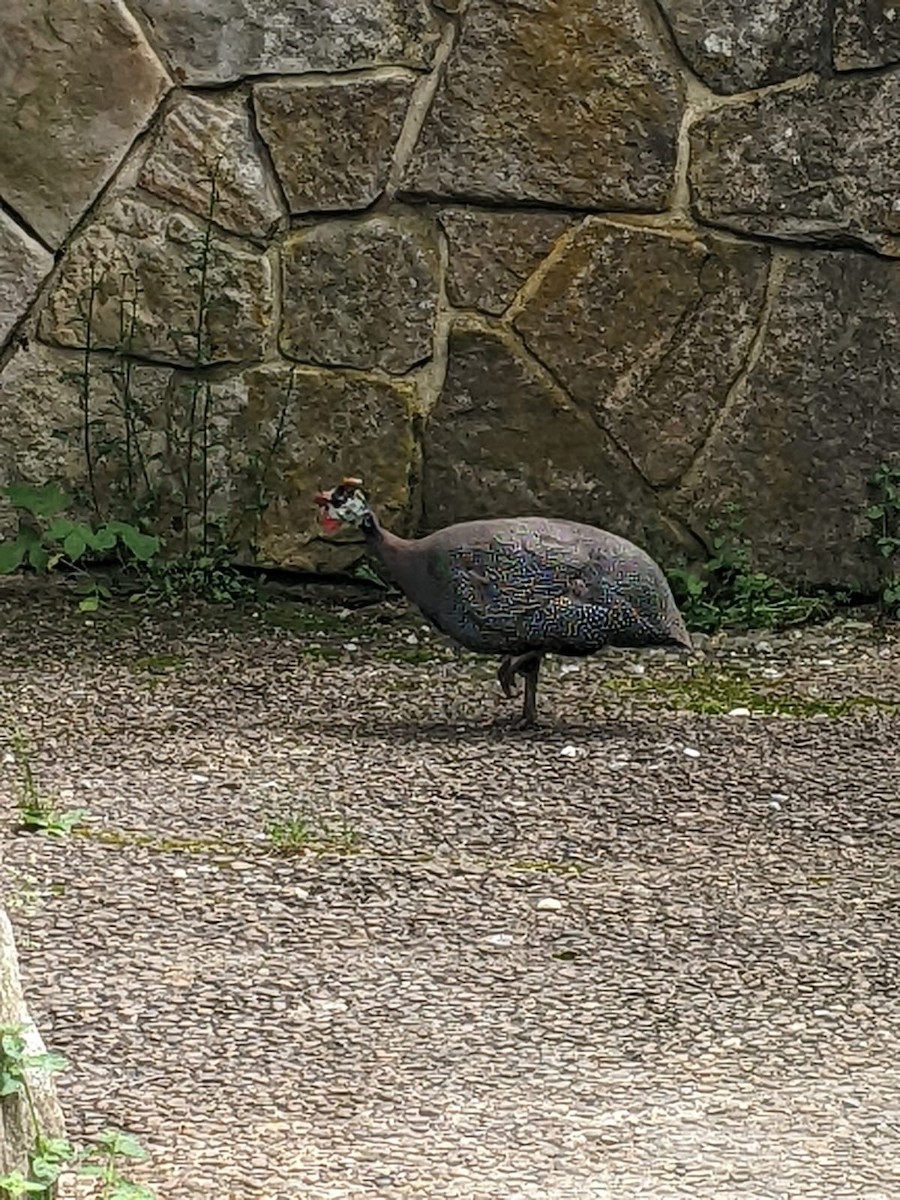 Helmeted Guineafowl - ML620762511