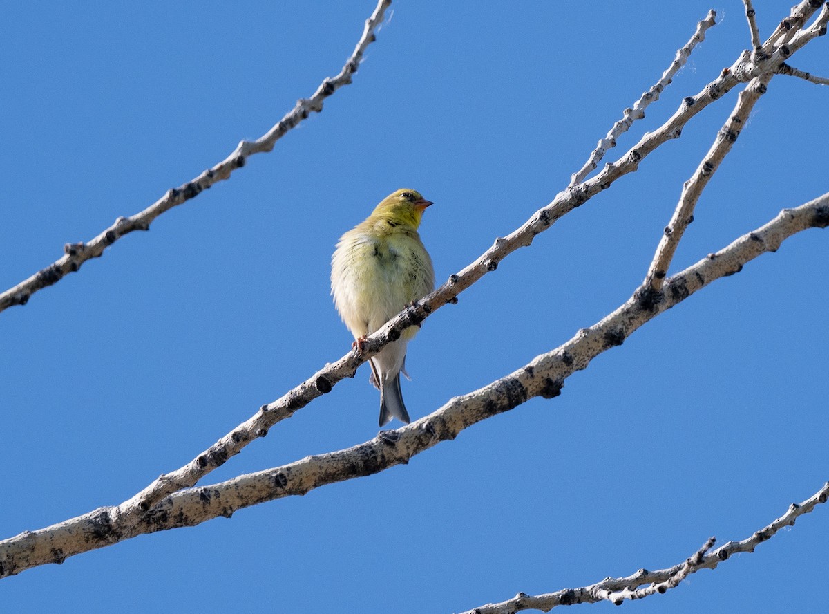 Chardonneret jaune - ML620762512