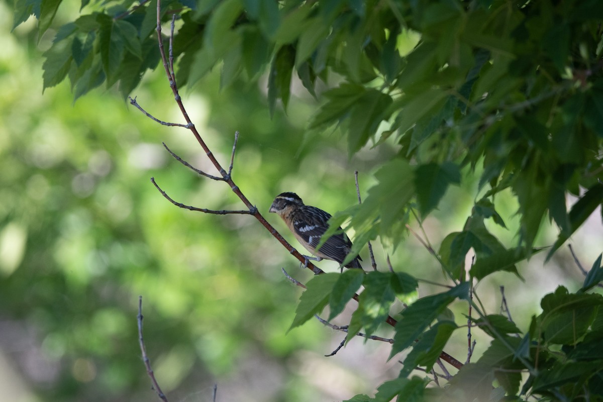 Black-headed Grosbeak - ML620762516