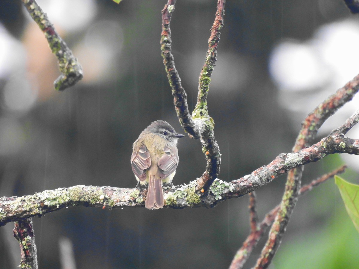 Sooty-headed Tyrannulet - ML620762517