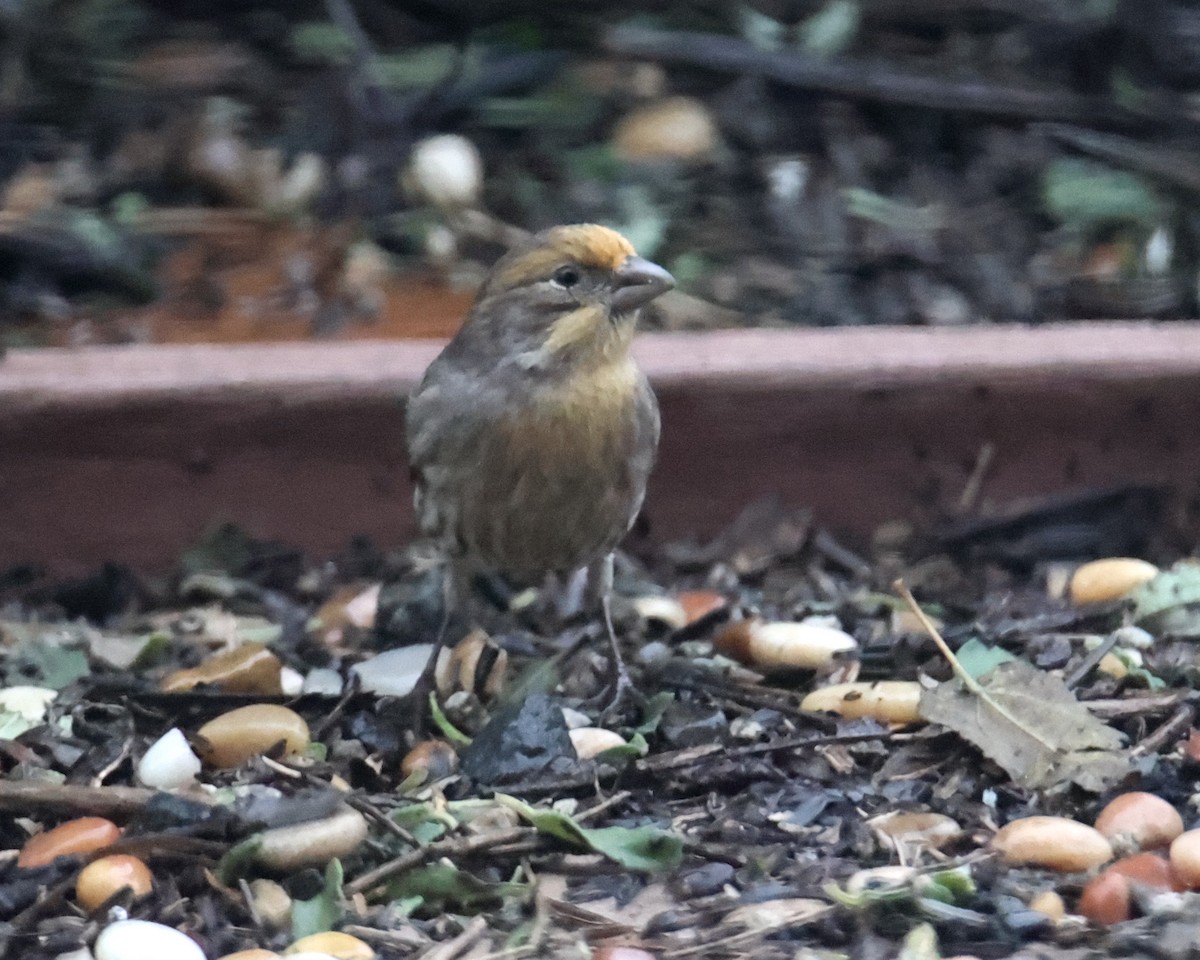 House Finch - ML620762518