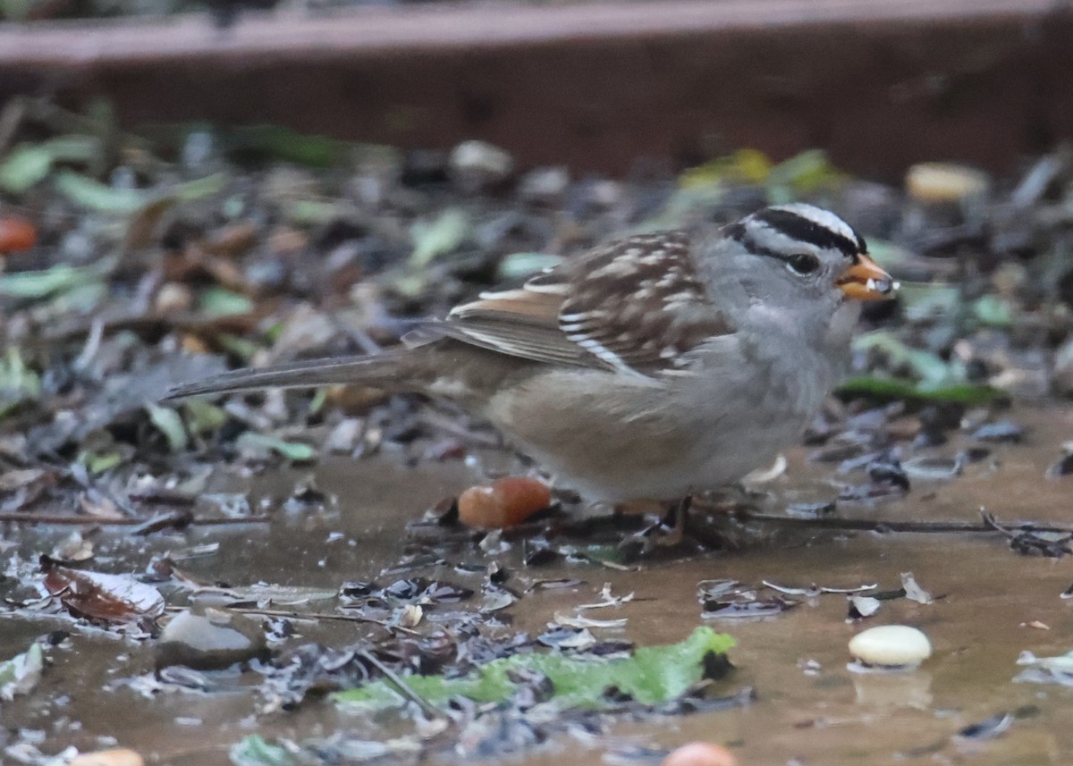 White-crowned Sparrow - ML620762525