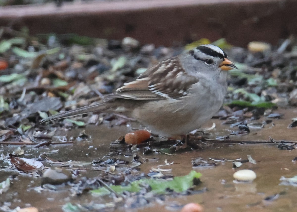 White-crowned Sparrow - ML620762526