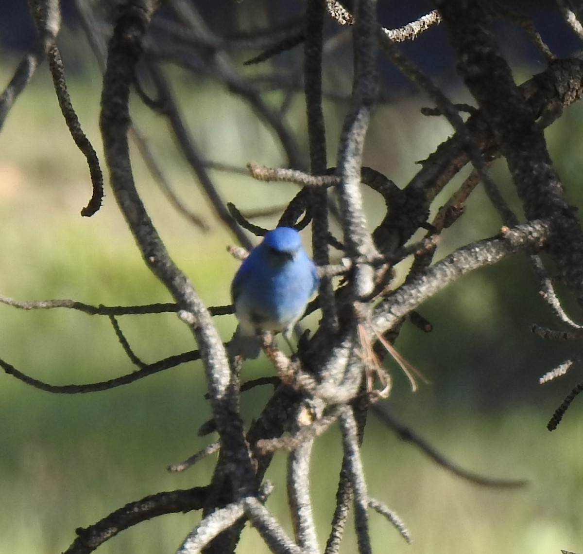 Mountain Bluebird - ML620762550