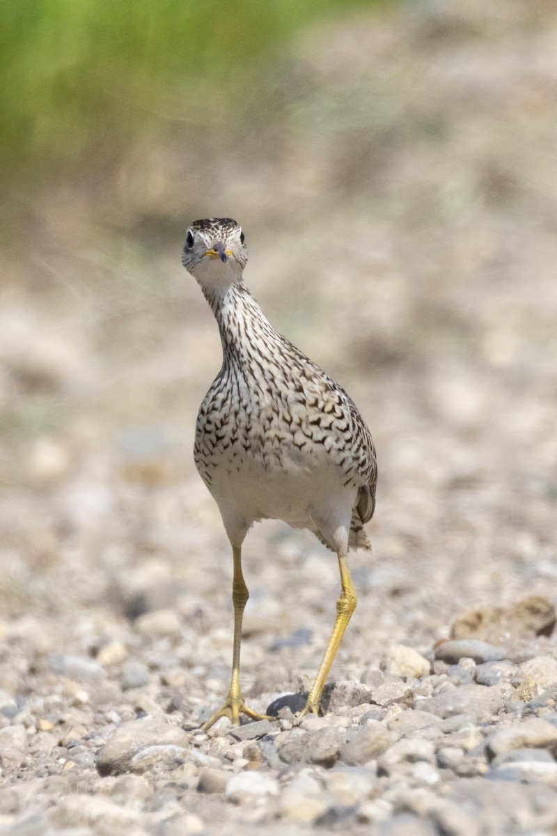 Upland Sandpiper - ML620762551