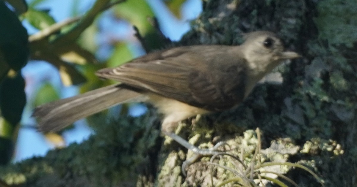 Tufted Titmouse - ML620762555