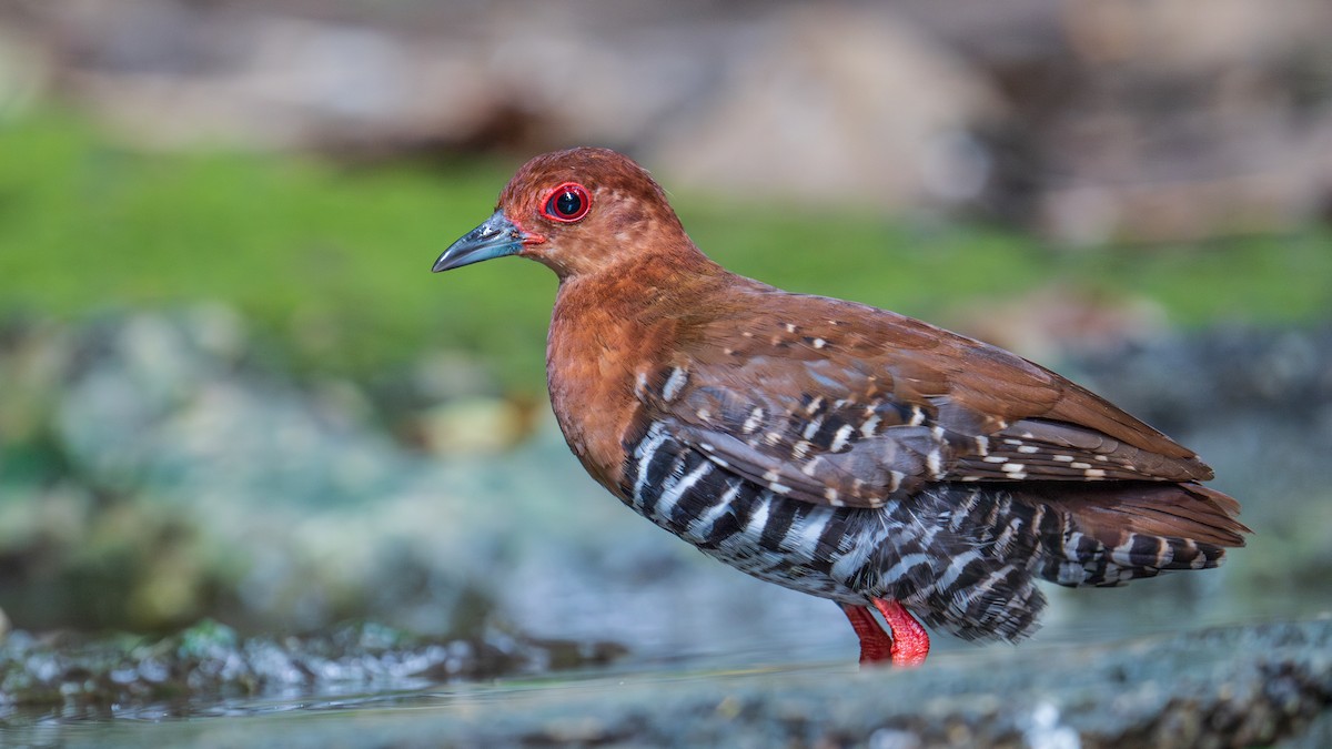 Red-legged Crake - ML620762557