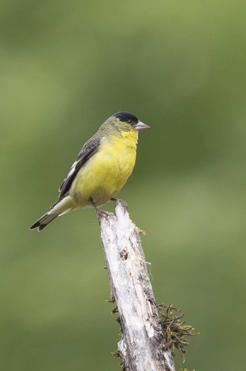 Lesser Goldfinch - ML620762559