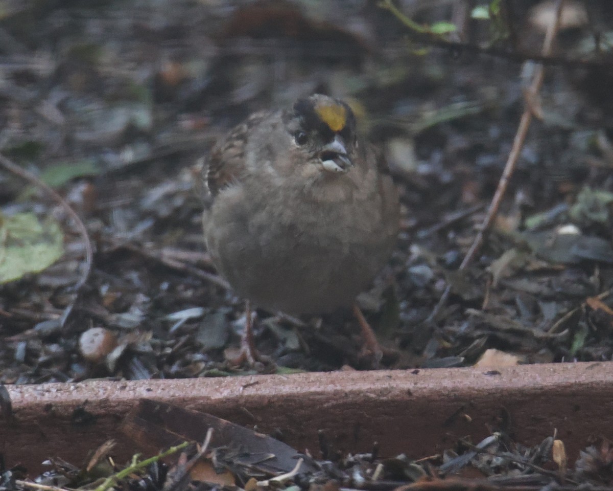 Golden-crowned Sparrow - ML620762563