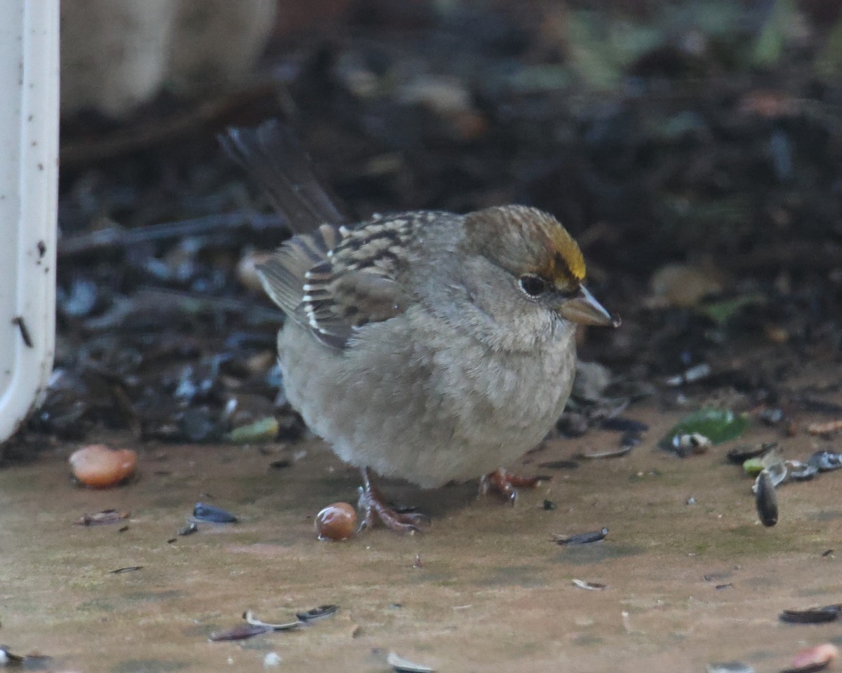 Golden-crowned Sparrow - ML620762564