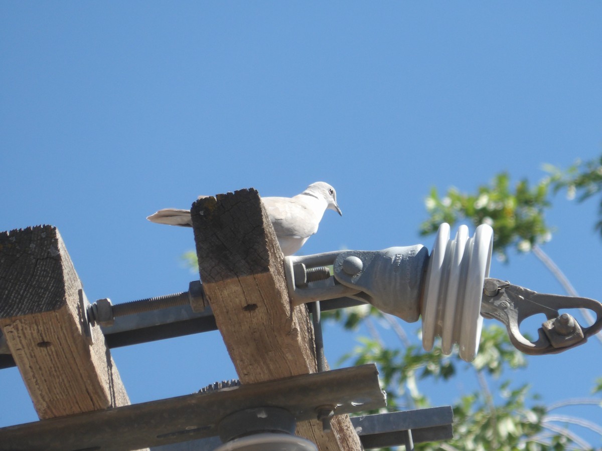 Eurasian Collared-Dove - ML620762565