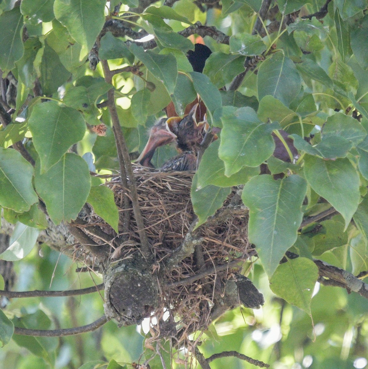 Brown-headed Cowbird - ML620762567