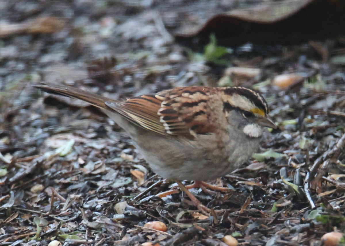 White-throated Sparrow - ML620762569