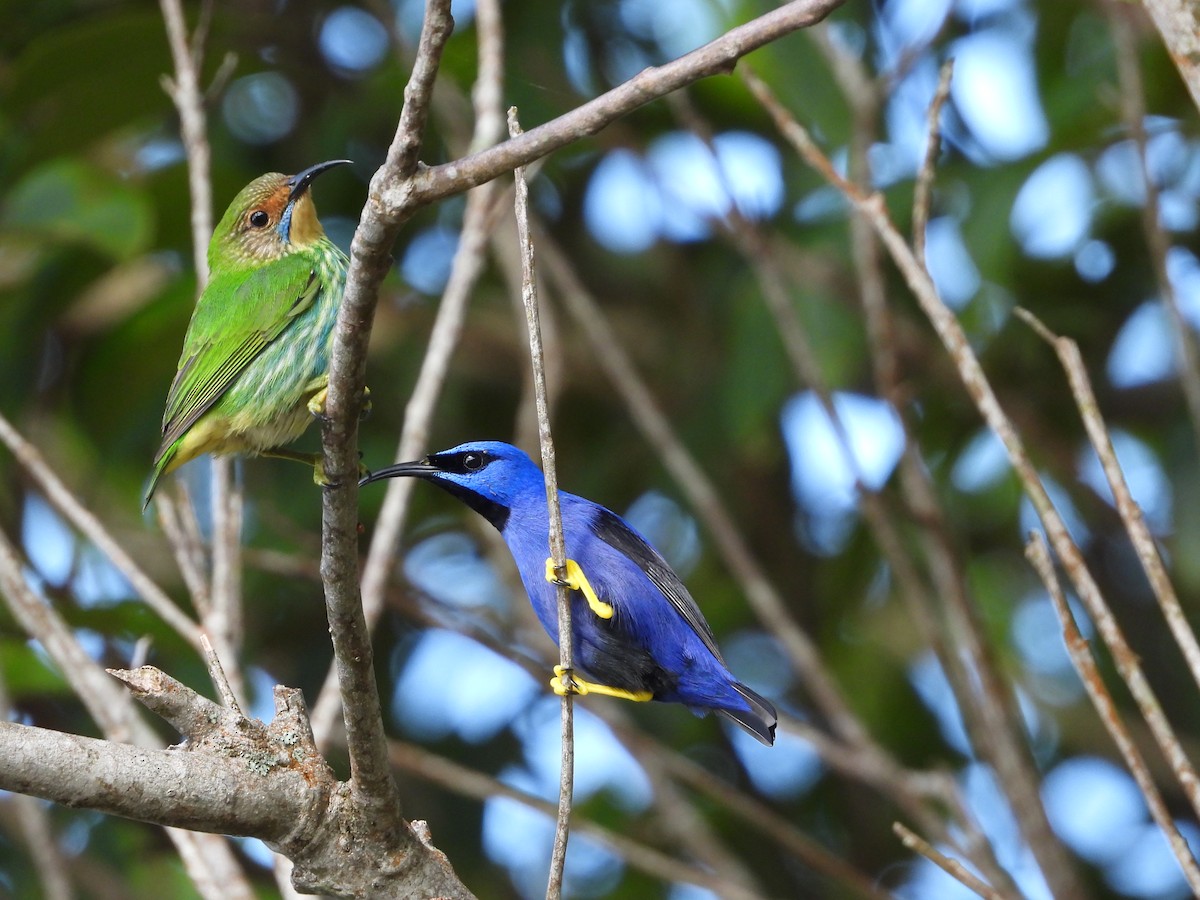 Purple Honeycreeper - ML620762570