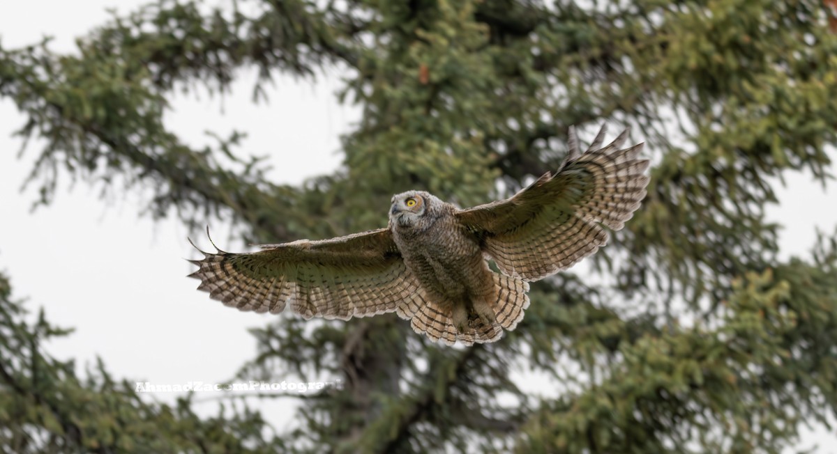 Great Horned Owl - ML620762572