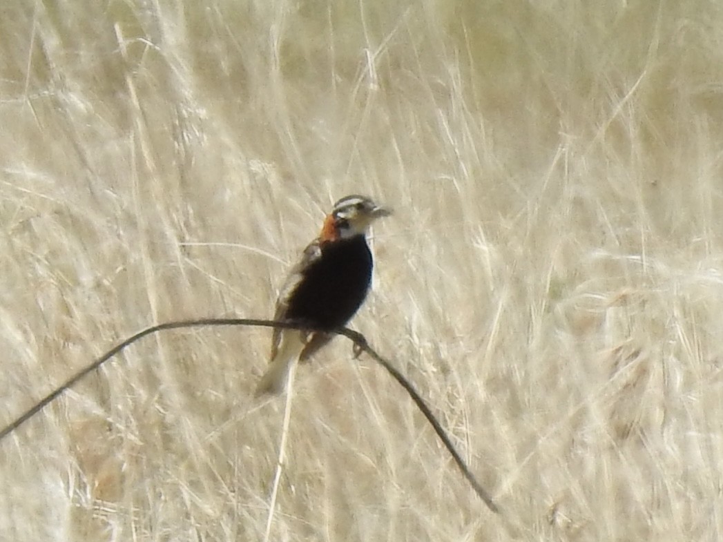 Chestnut-collared Longspur - ML620762574