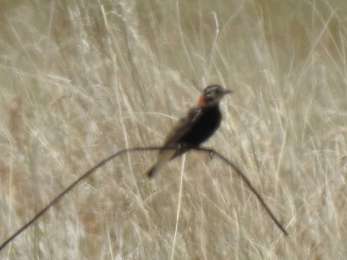 Chestnut-collared Longspur - ML620762576