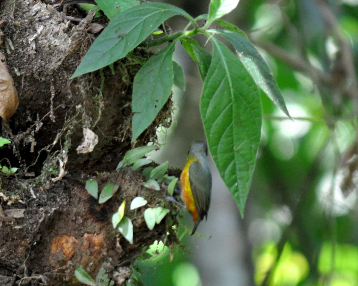 Olive-backed Euphonia - ML620762577