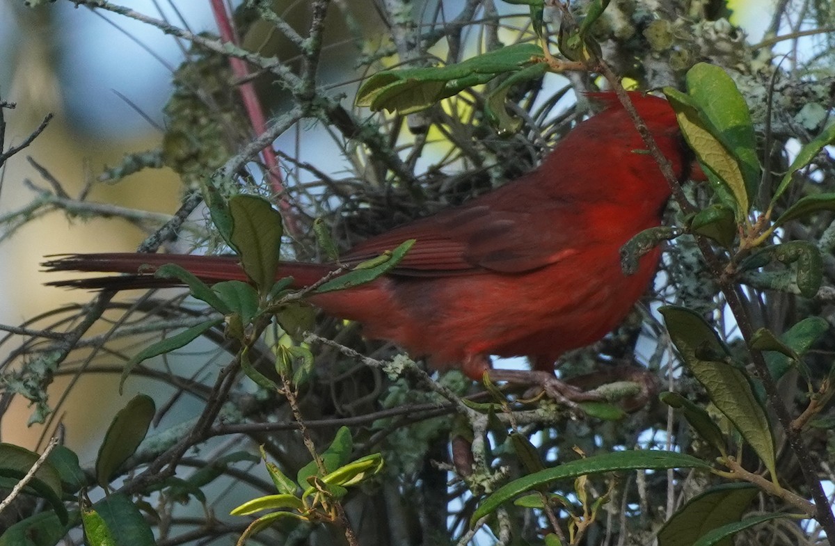 Cardenal Norteño - ML620762578