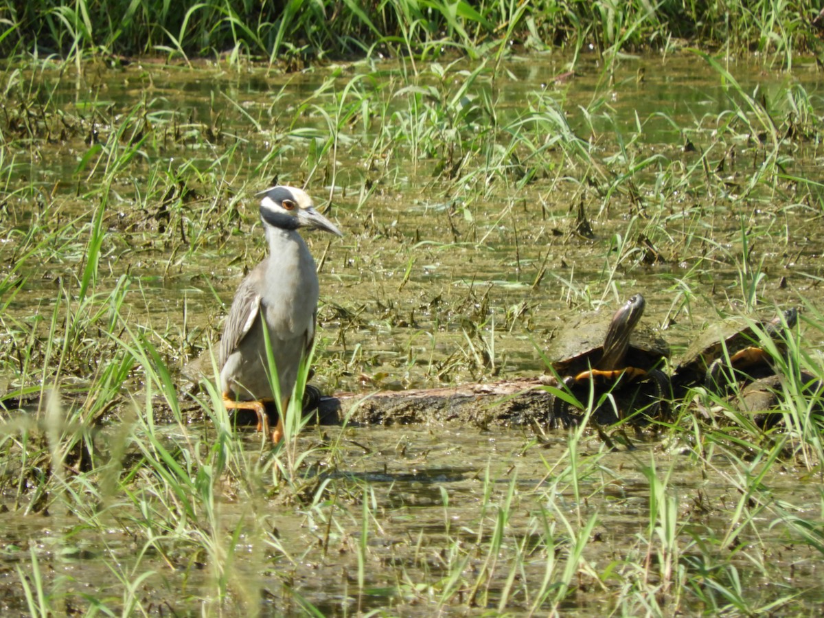 Yellow-crowned Night Heron - ML620762579