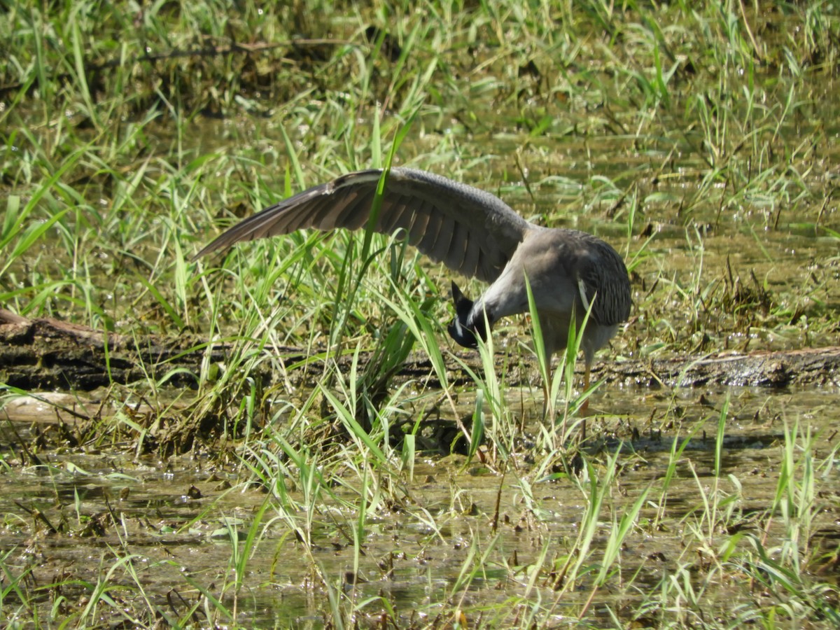 Yellow-crowned Night Heron - ML620762580