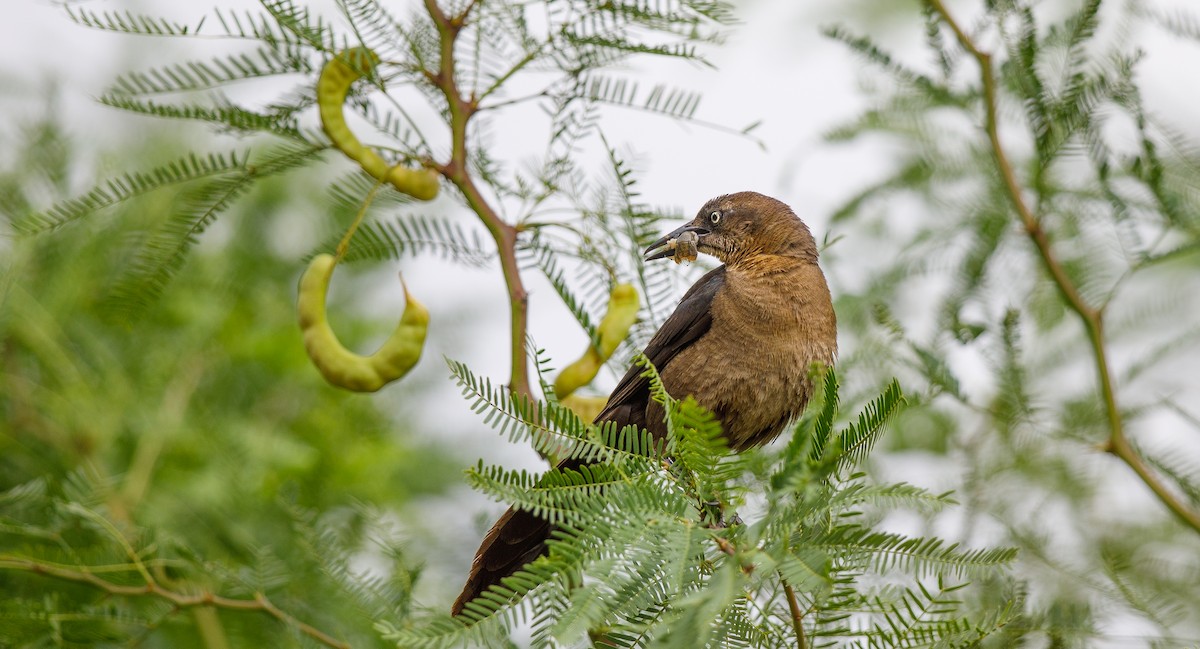 Great-tailed Grackle - ML620762581