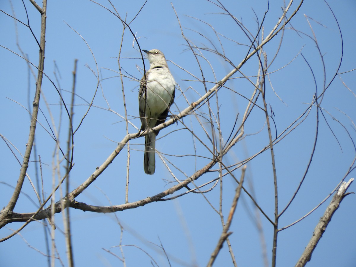 Northern Mockingbird - ML620762582