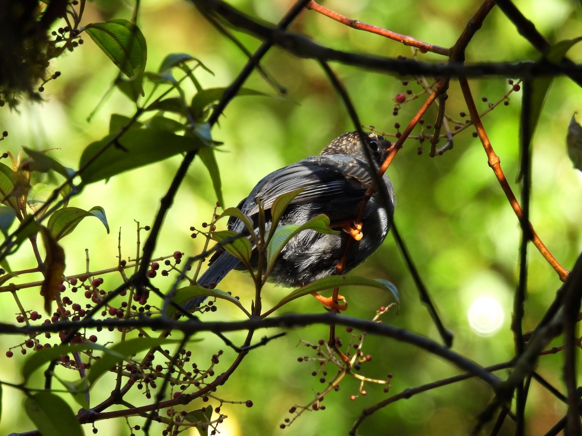 Black-faced Solitaire - ML620762583