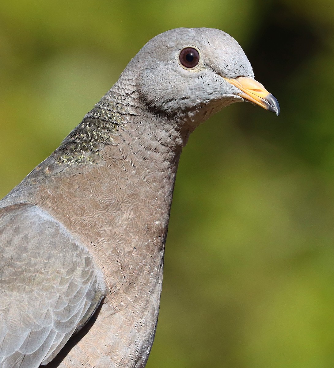 Band-tailed Pigeon - ML620762584