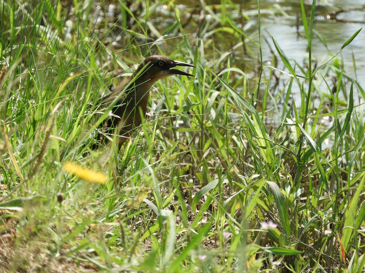 Great-tailed Grackle - ML620762585