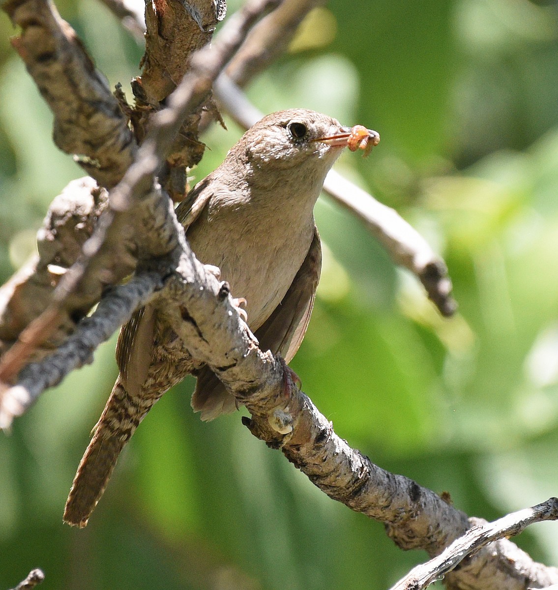 House Wren - ML620762587