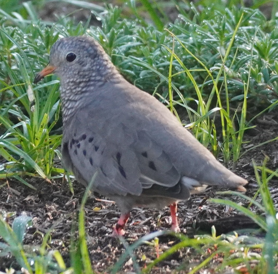 Common Ground Dove - ML620762590