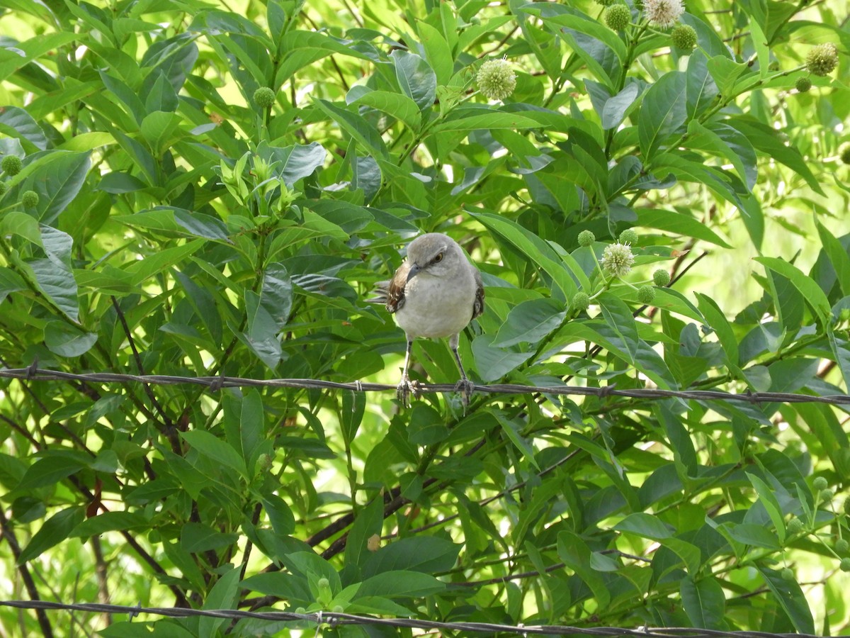 Northern Mockingbird - ML620762592