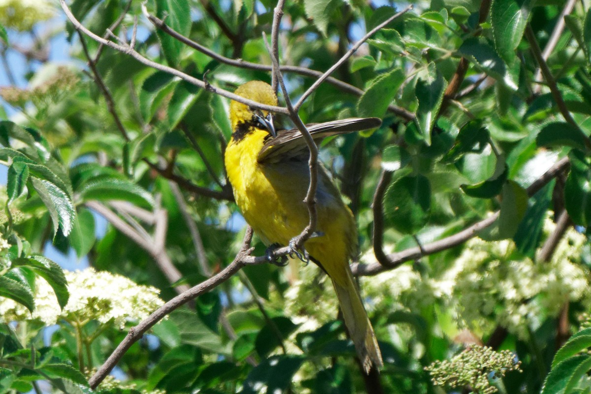 Oriole masqué - ML620762602