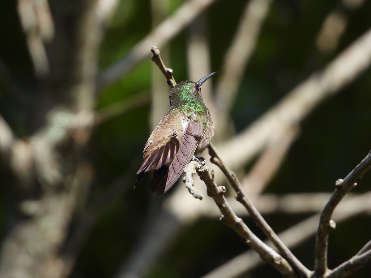 kolibřík zelenobřichý - ML620762608