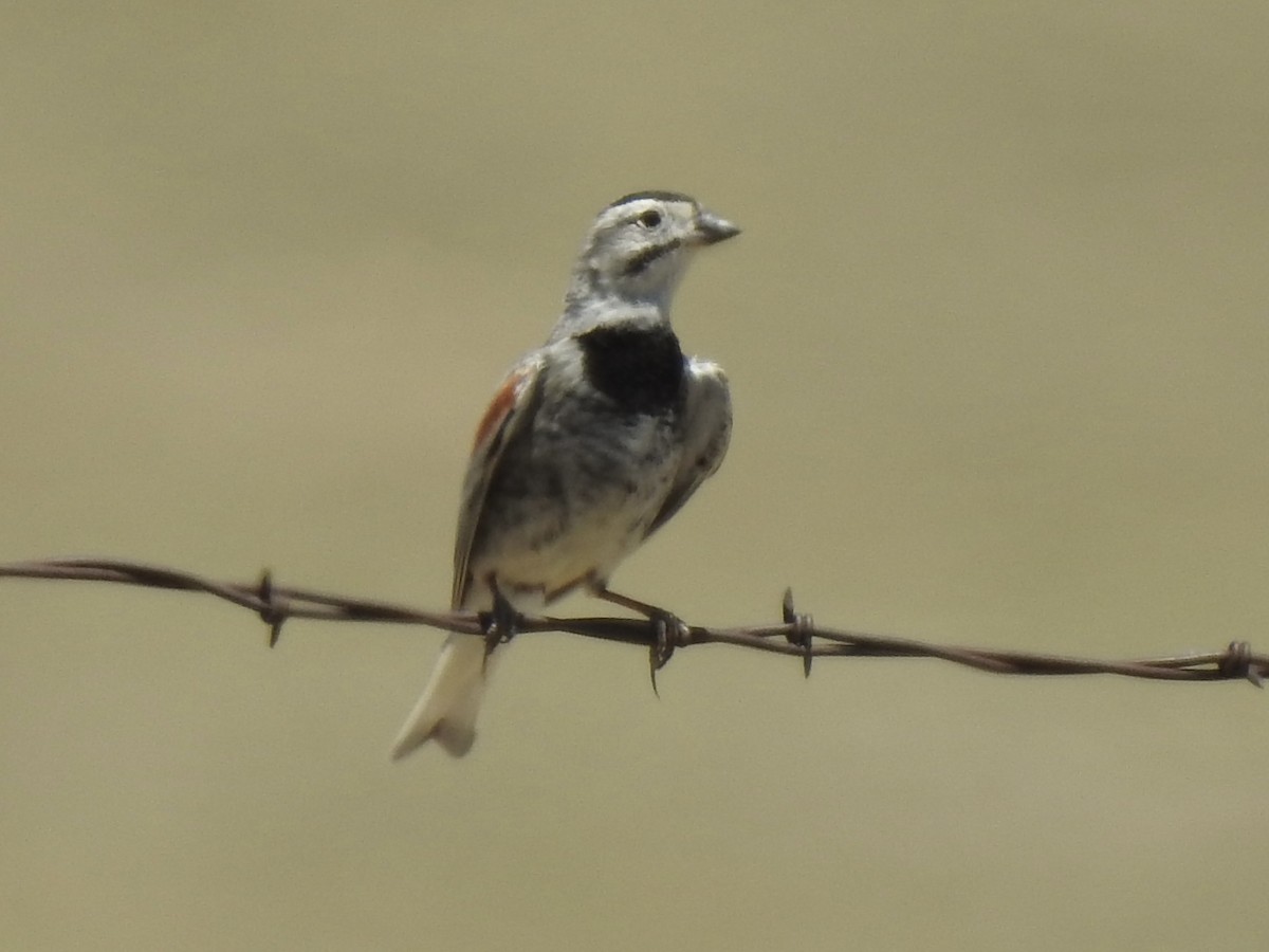 Thick-billed Longspur - ML620762616