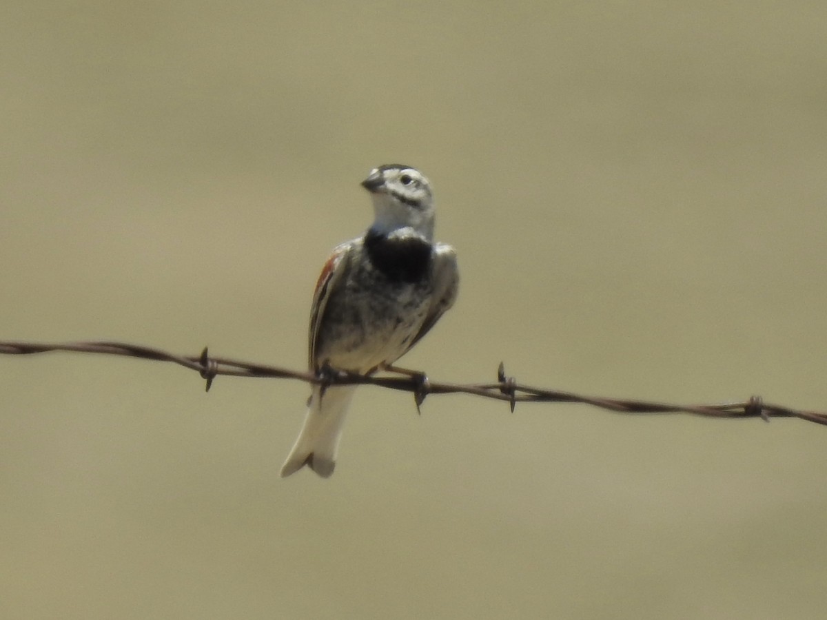 Thick-billed Longspur - ML620762617