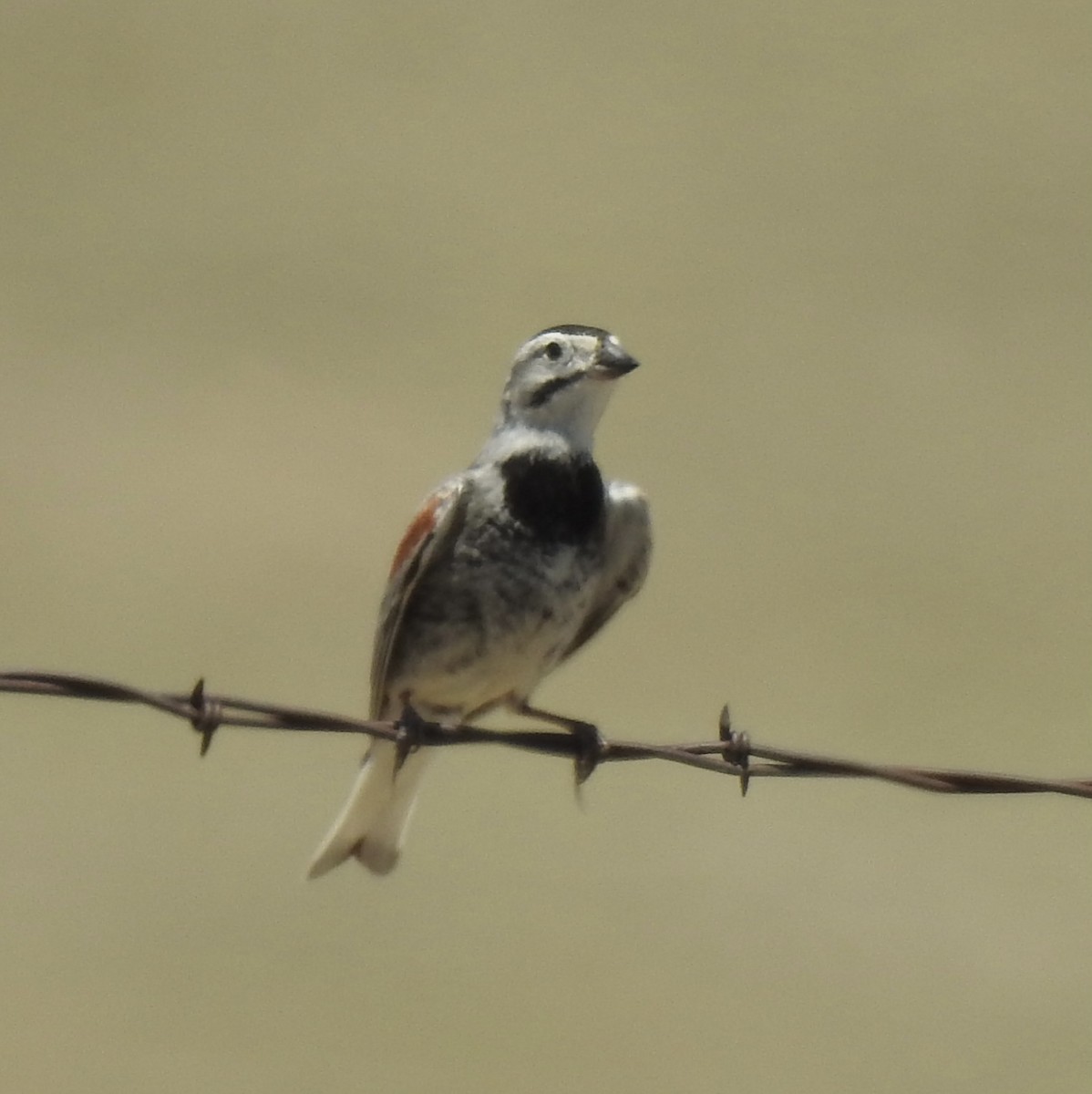 Thick-billed Longspur - ML620762618