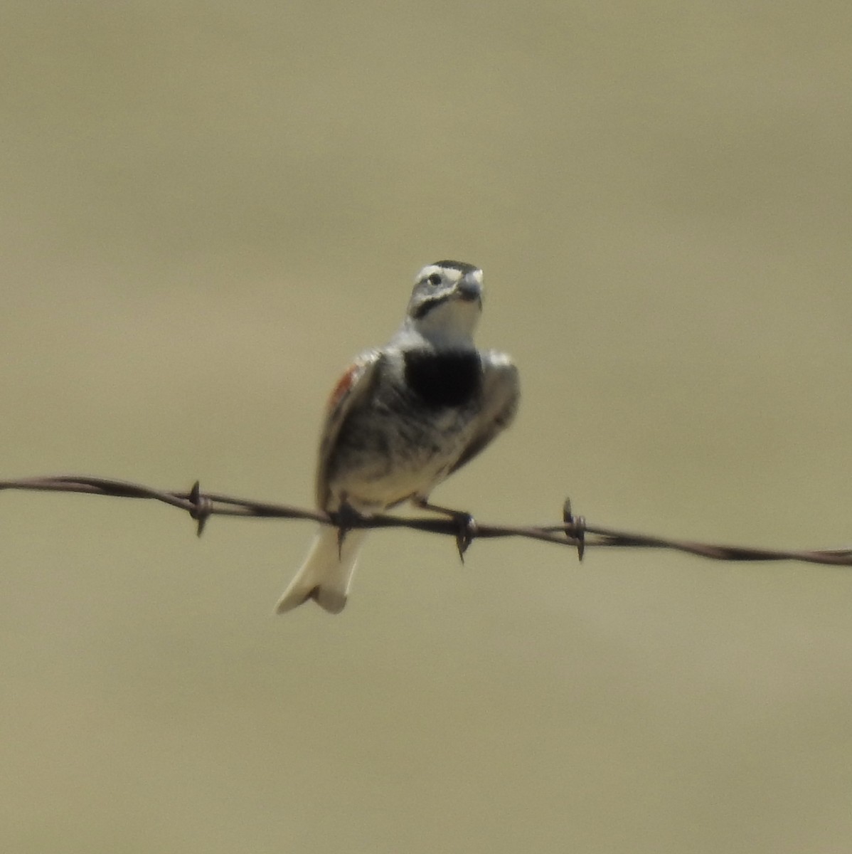 Thick-billed Longspur - ML620762619